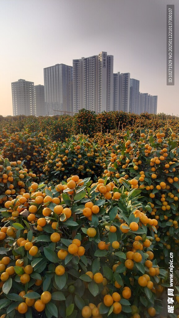 小金桔子