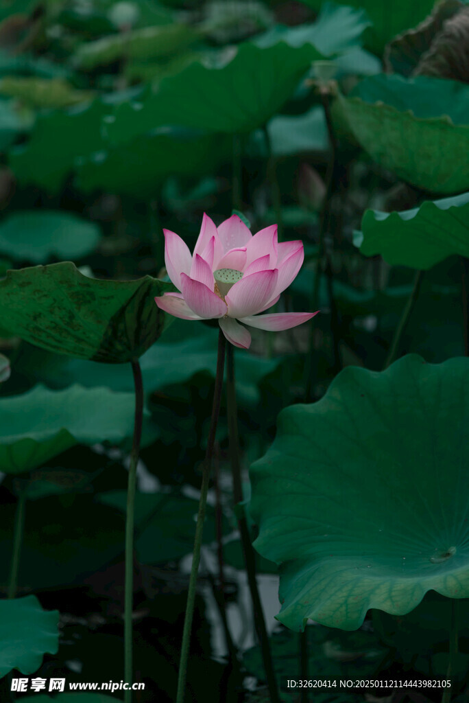 荷花 荷叶