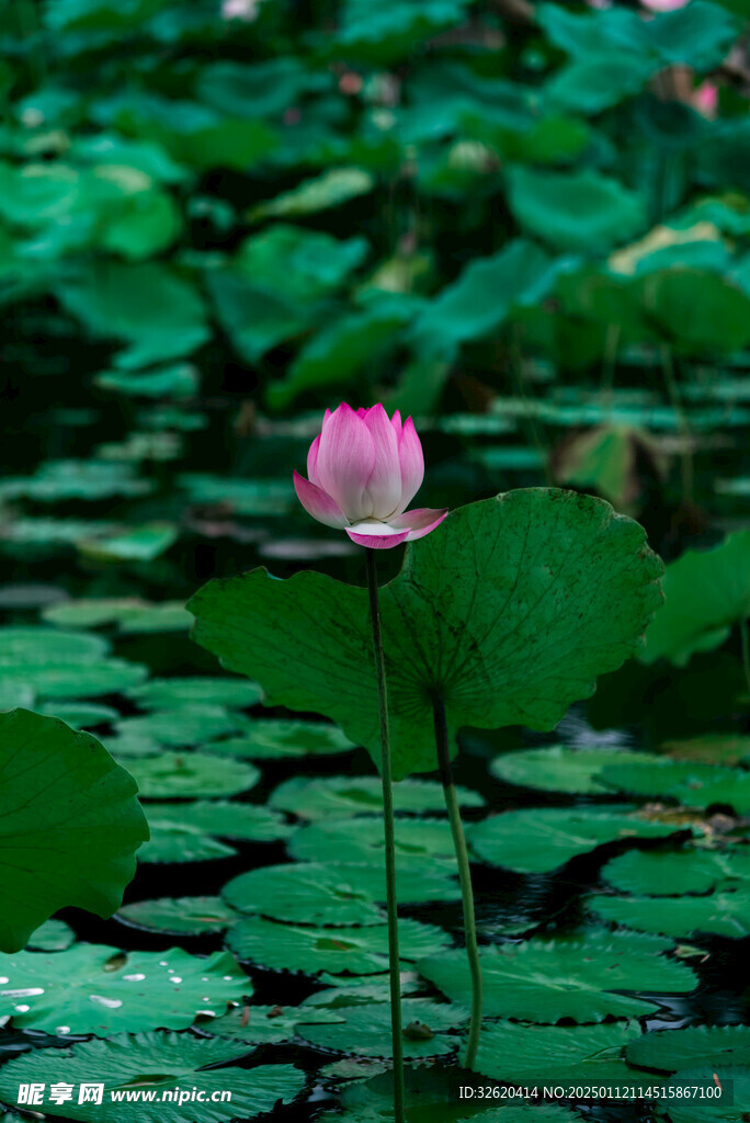 荷花 荷叶