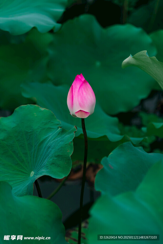 荷花 荷叶