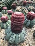 仙人球 仙人掌