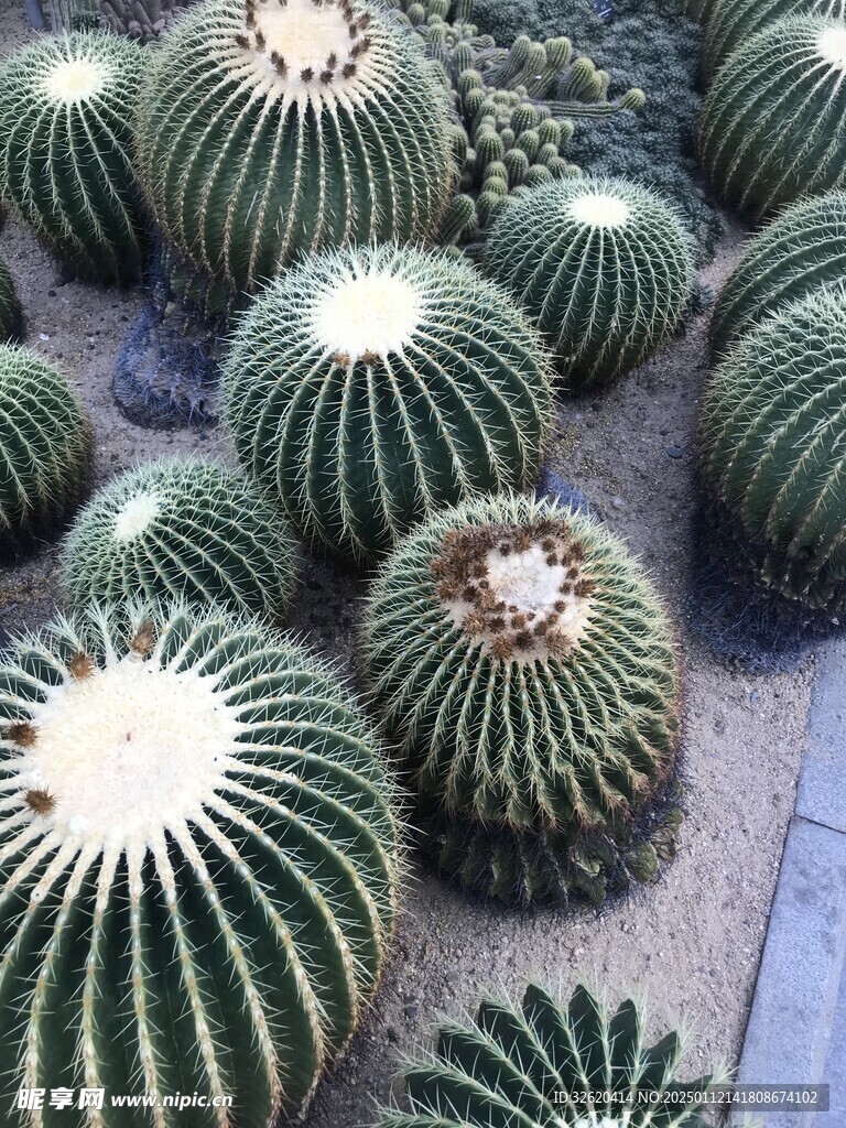 仙人球 仙人掌