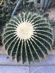 仙人球 仙人掌