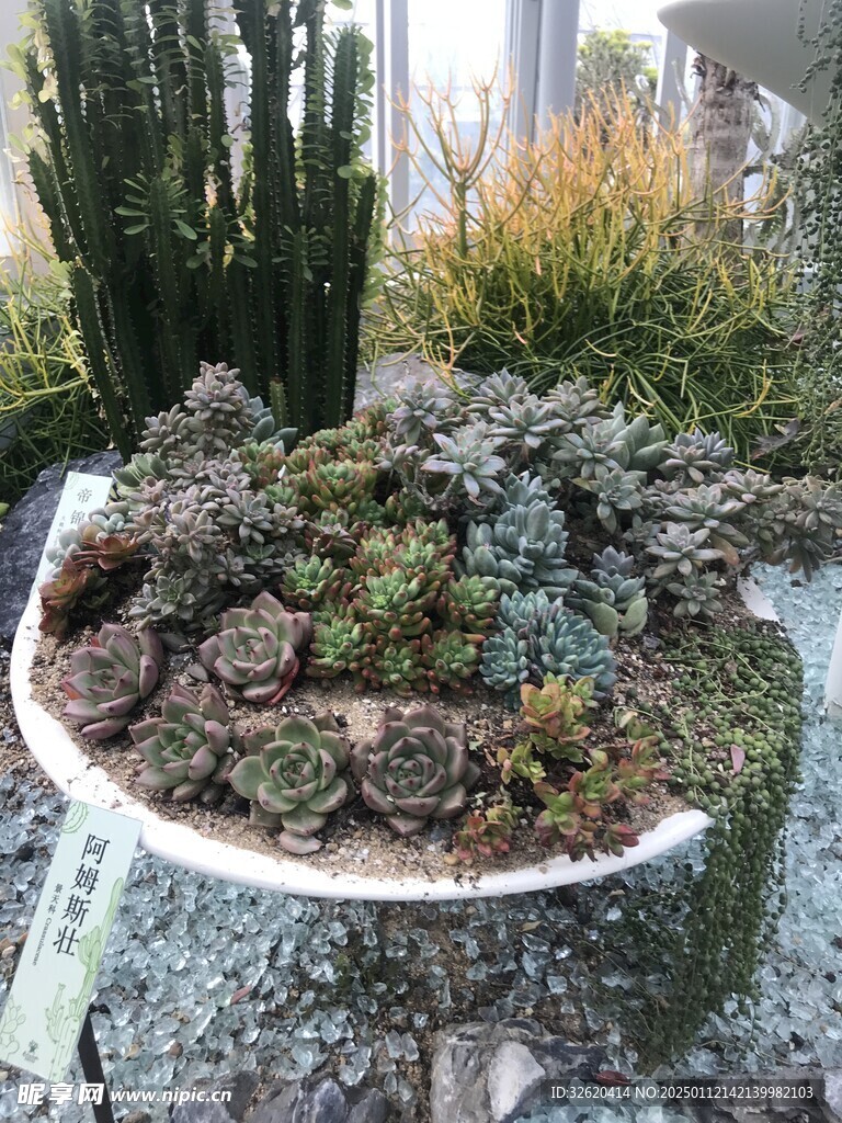多肉