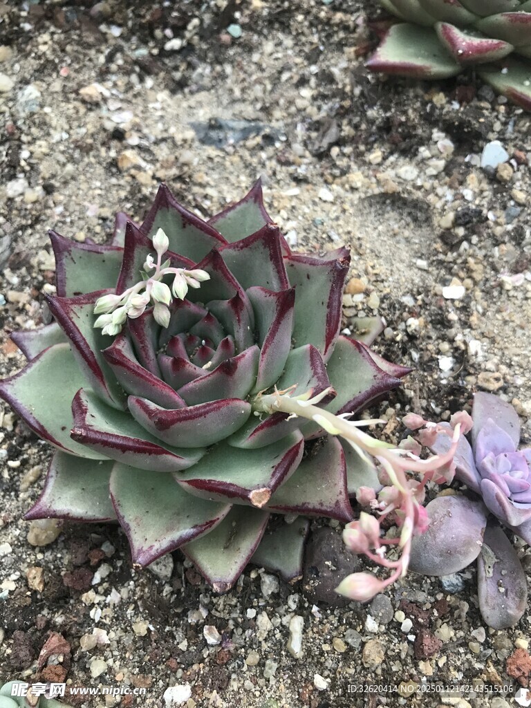 多肉