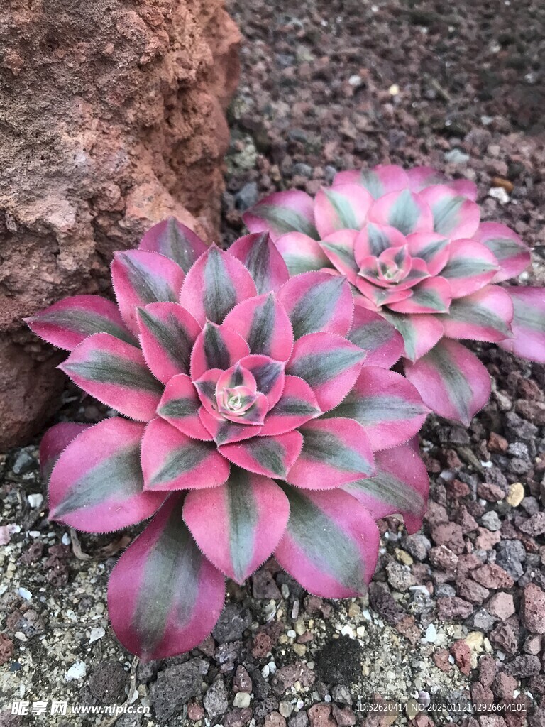 多肉