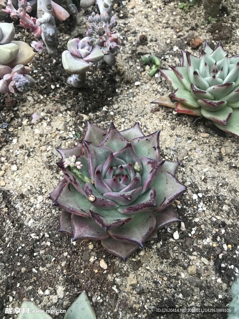 多肉