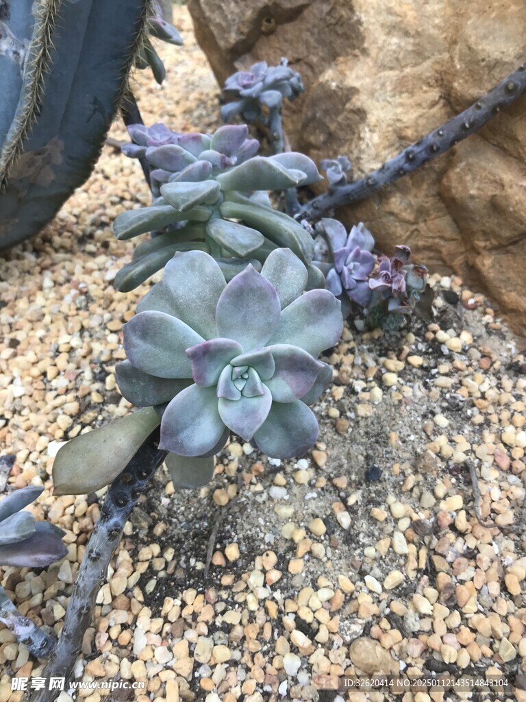 多肉
