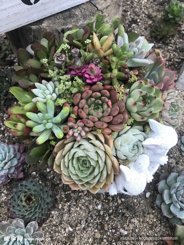 多肉
