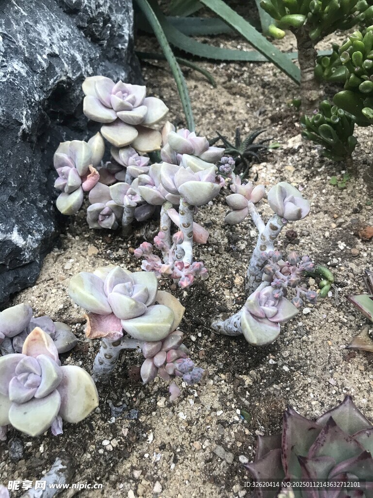 多肉