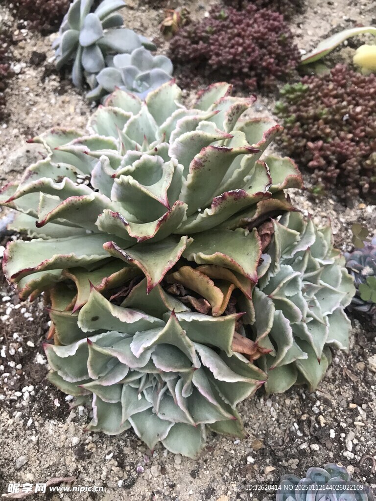 多肉