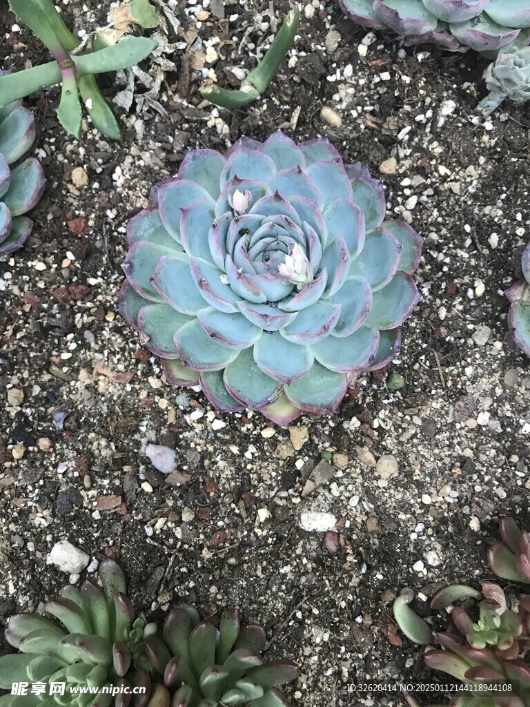 多肉
