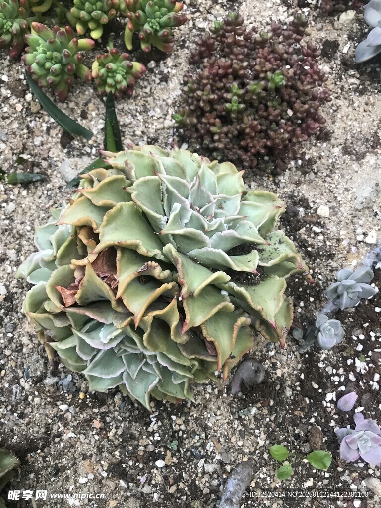 多肉