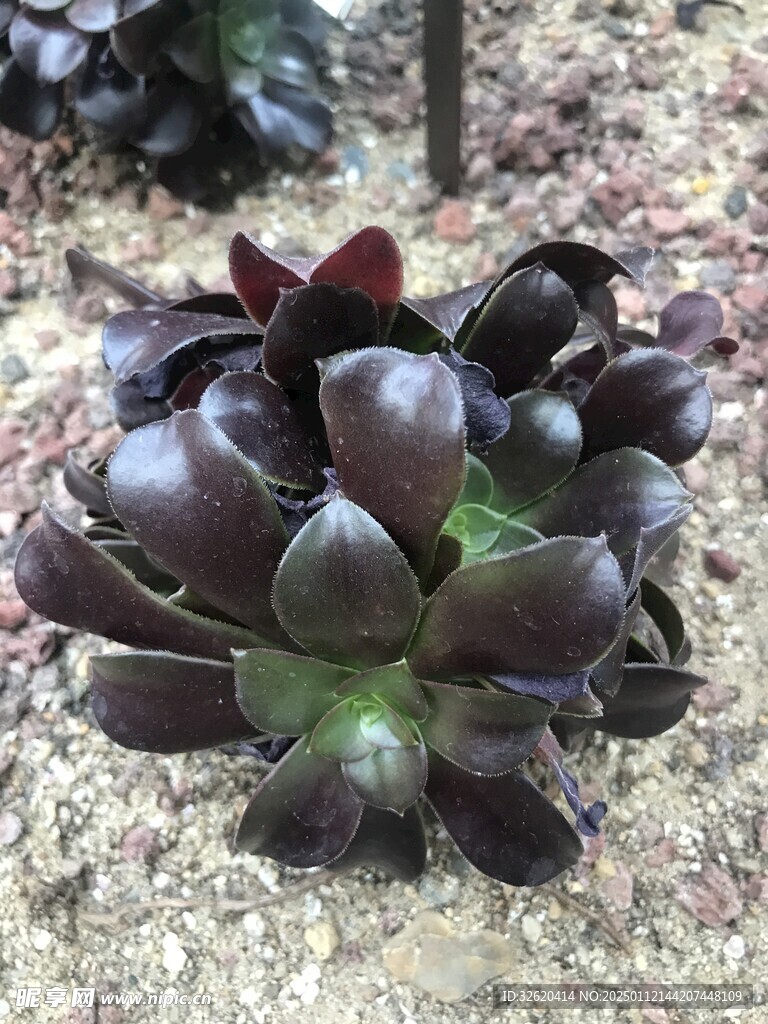 多肉