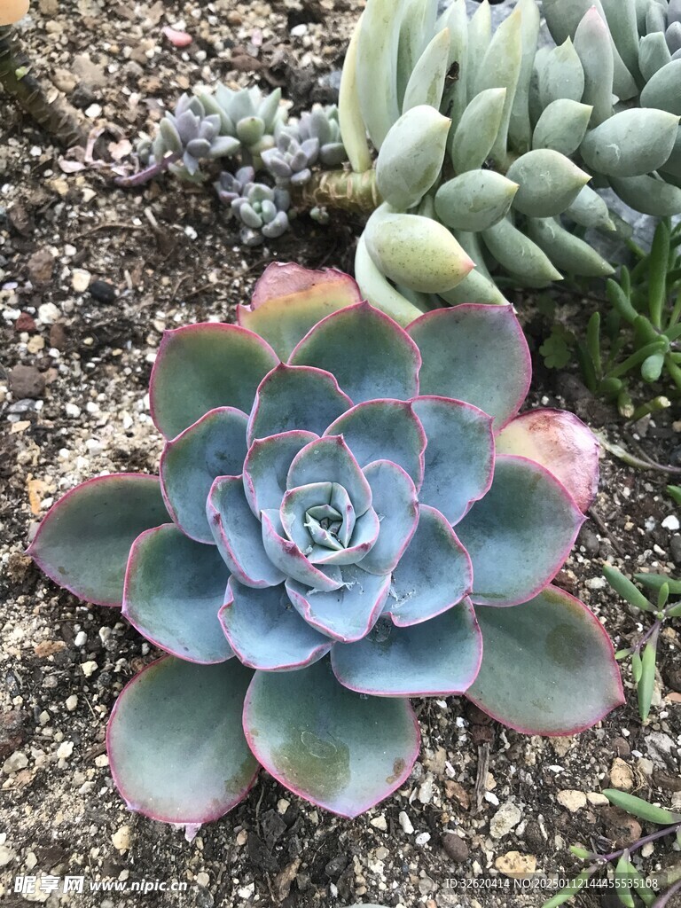 多肉