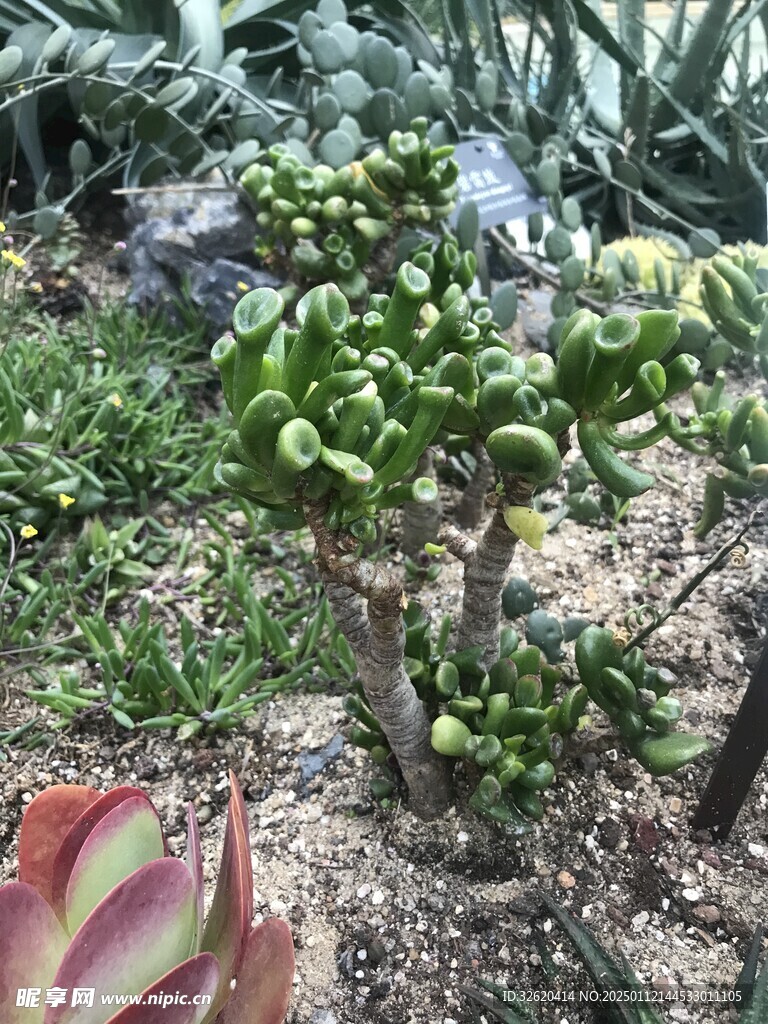 多肉