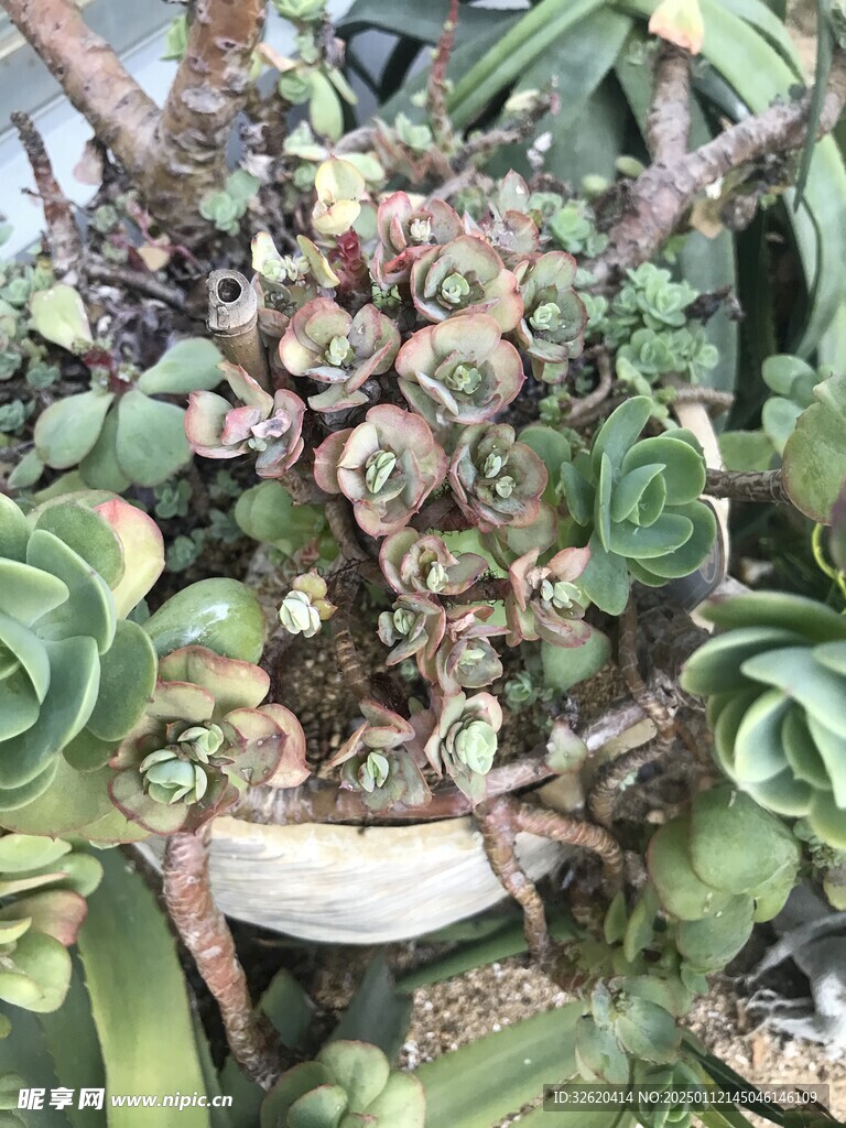 多肉