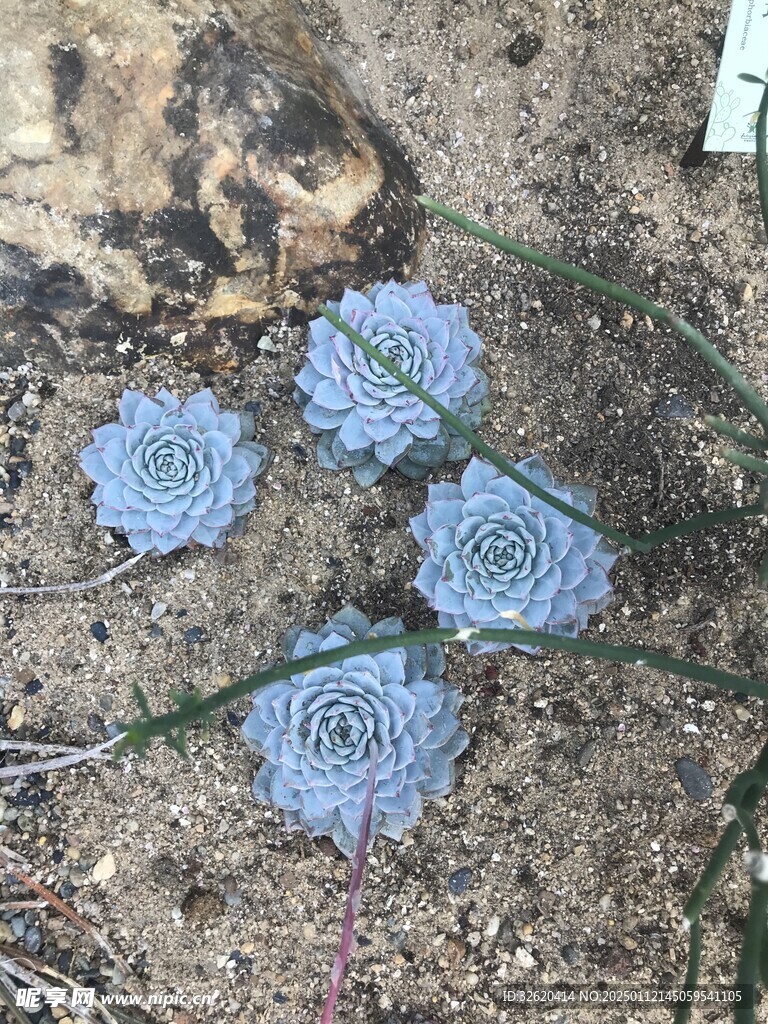多肉