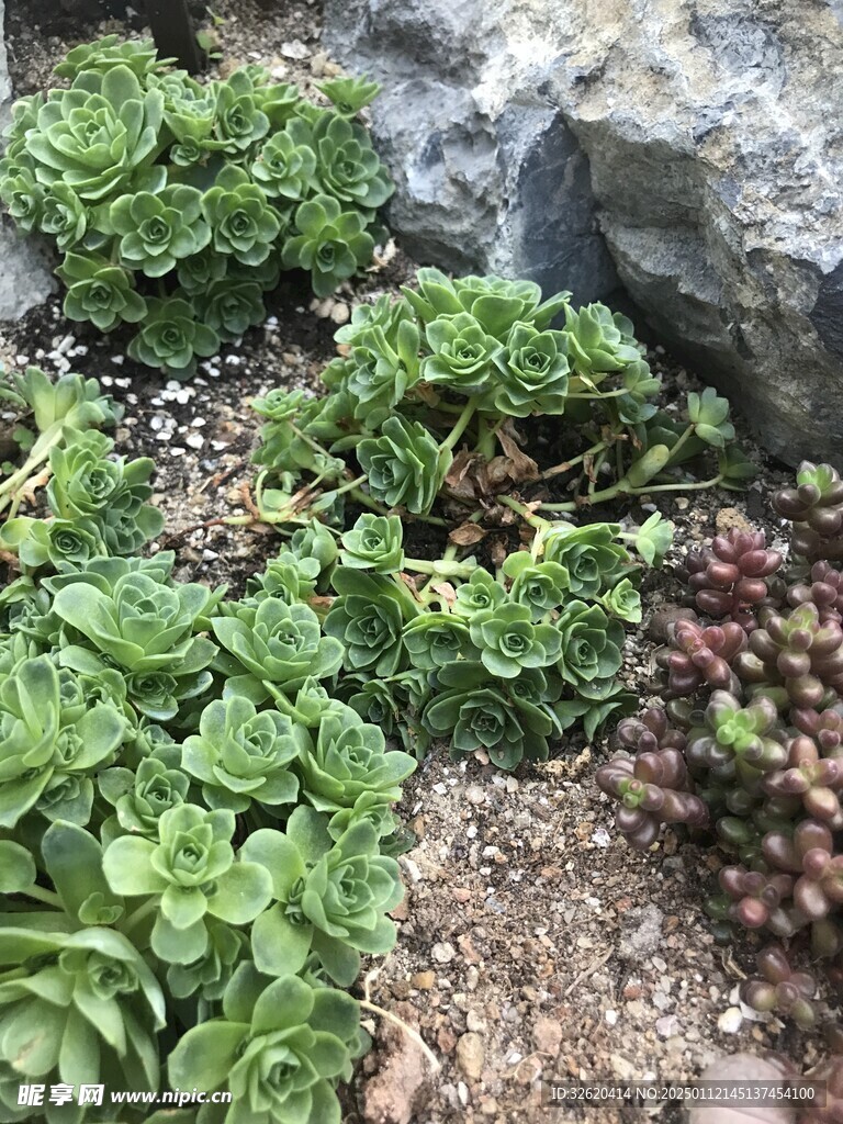 多肉