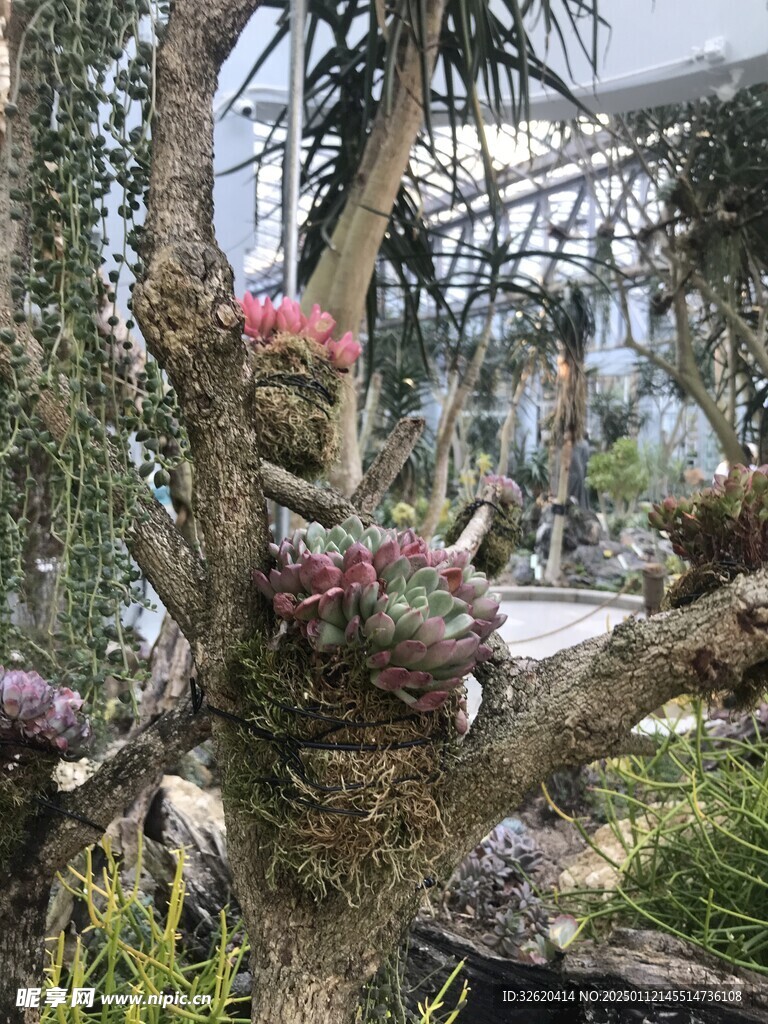 多肉