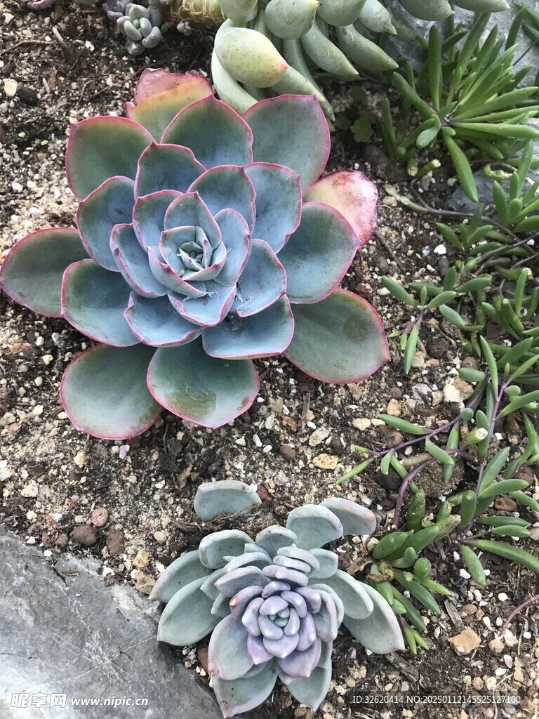 多肉