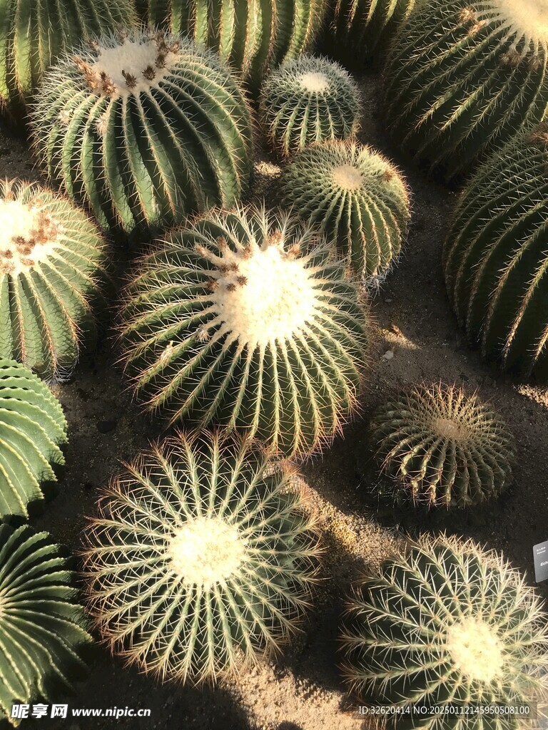 仙人掌 仙人球
