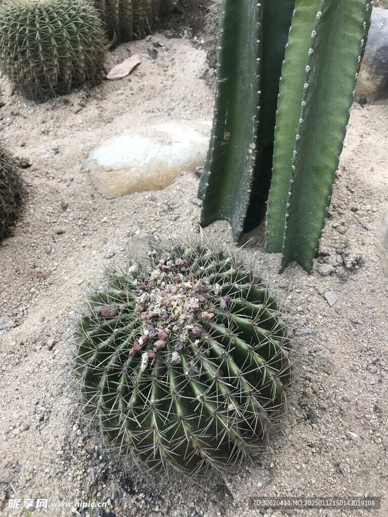 仙人掌