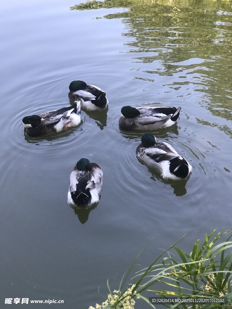 绿头鸭