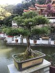 盆栽 盆景