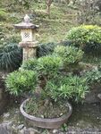 盆栽 盆景