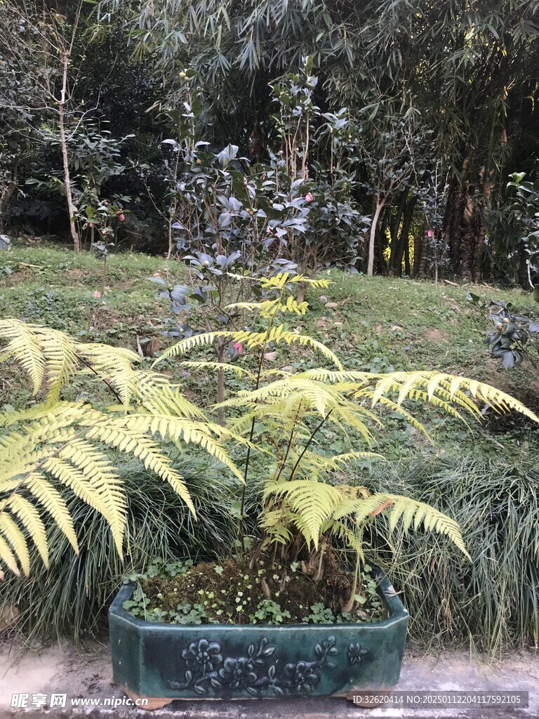 盆栽 盆景