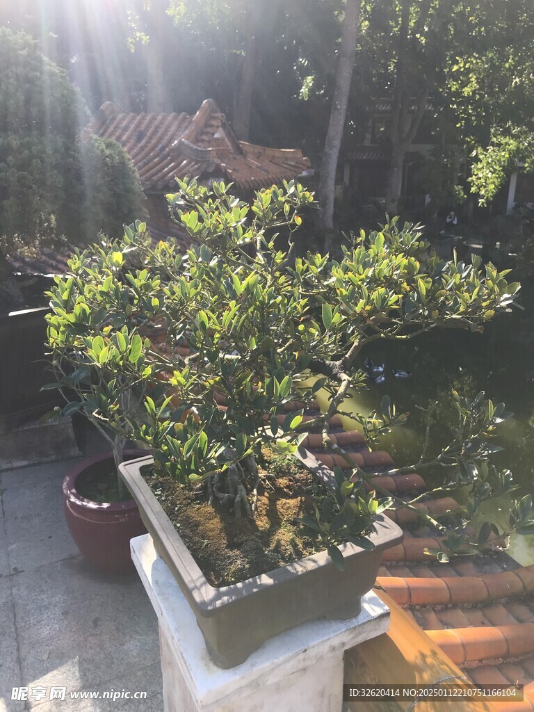 盆栽 盆景