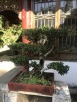 盆栽 盆景