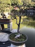 盆栽 盆景