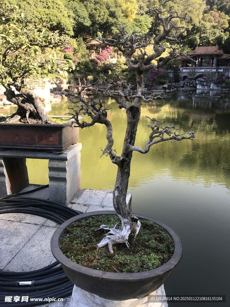 盆栽 盆景