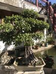 盆栽 盆景