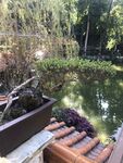 盆栽 盆景