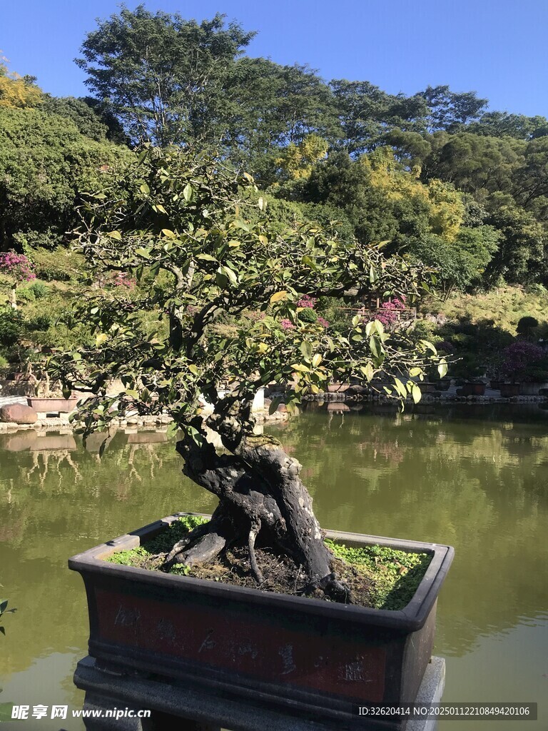 盆栽 盆景