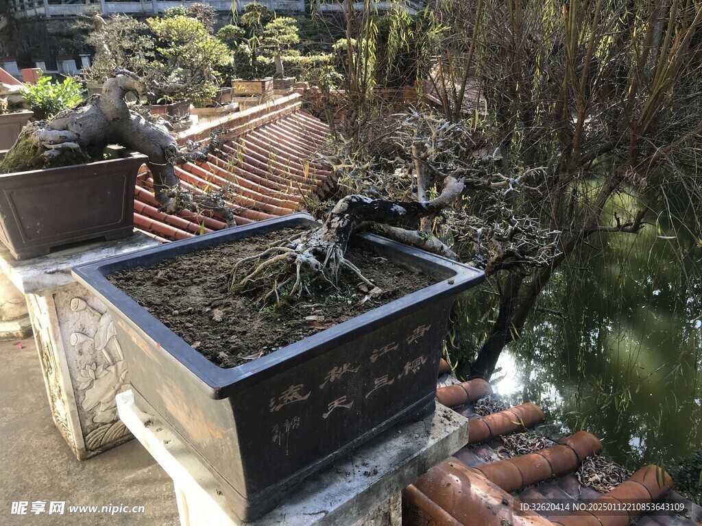 盆栽 盆景