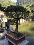 盆栽 盆景