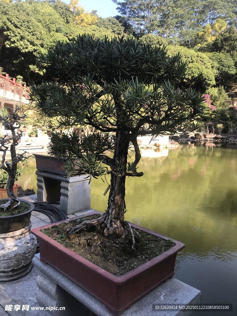 盆栽 盆景