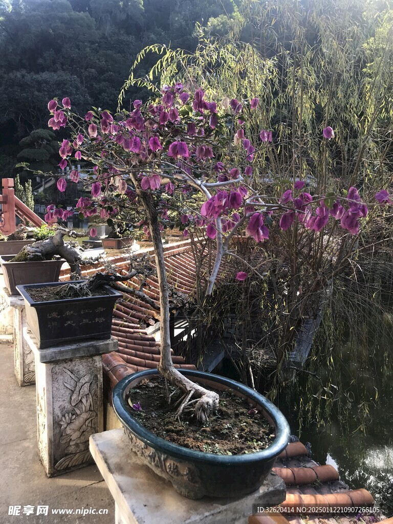 盆栽 盆景