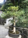 盆栽 盆景