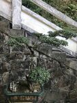 盆栽 盆景
