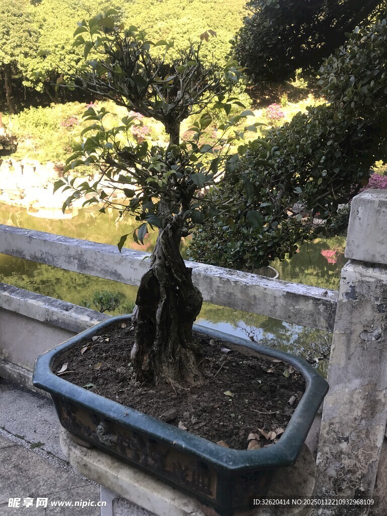 盆栽 盆景