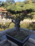 盆栽 盆景