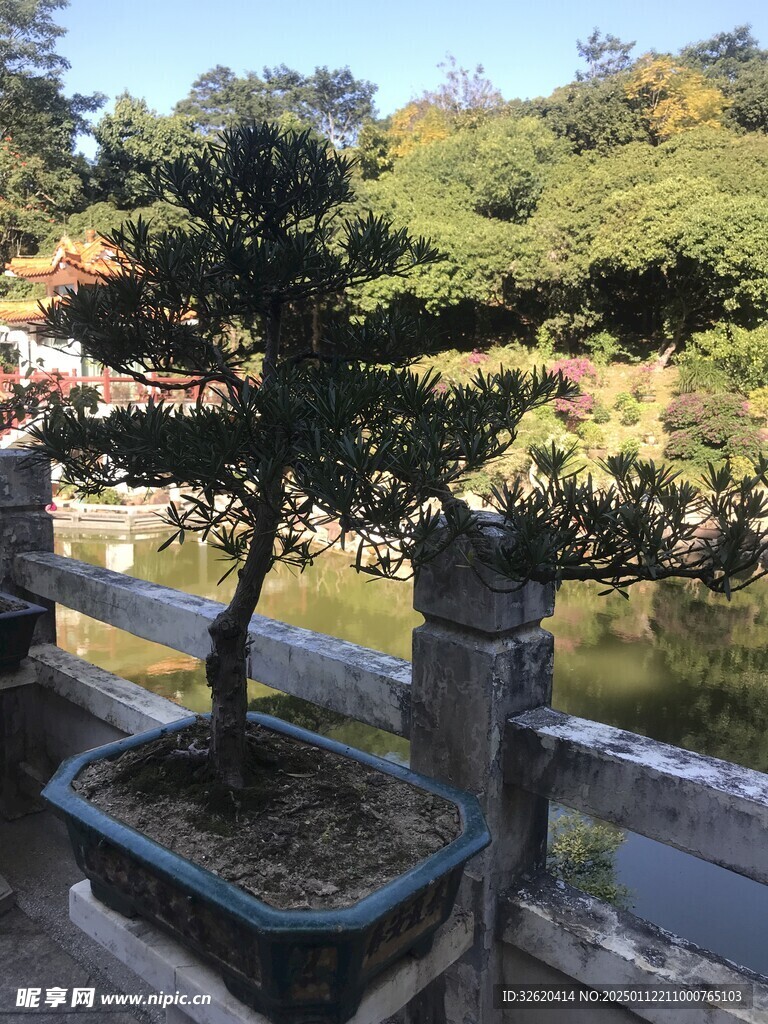 盆栽 盆景