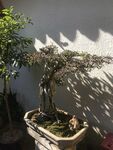 盆栽 盆景