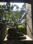 盆栽 盆景