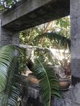 盆栽 盆景